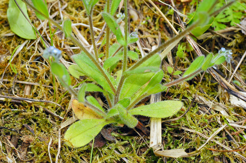 Myosotis ramosissima / Nontiscordardim ramosissimo